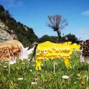 Imagen Animales con mucho frío