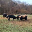 Imagen Visita exterior a los cercados