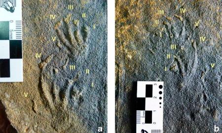 Imagen El equipo científico del MUJA y la Universidad de Geociencias de China documentan en Asturias los primeros rastros de lagartos jurásico de Europa