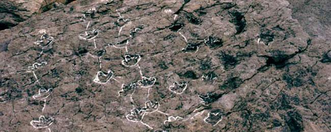 Vai a Immagine El equipo científico del MUJA guía una visita a los acantilados de Tereñes