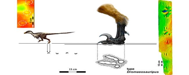 Vai a Immagine El MUJA participa en el estudio de las huellas de dinosaurios raptóridos más pequeñas del mundo descubiertas en Corea del Sur, con una edad de 110 millones de años