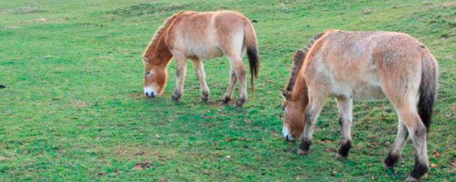 Ir a Imagen El Parque de la bienvenida a los caballos przewalski con una visita especial este sábado