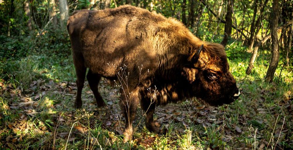 Imagen Cercado de animales