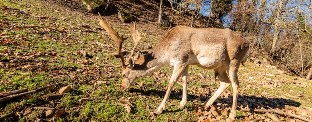 Imagen Cercado de animales y exteriores